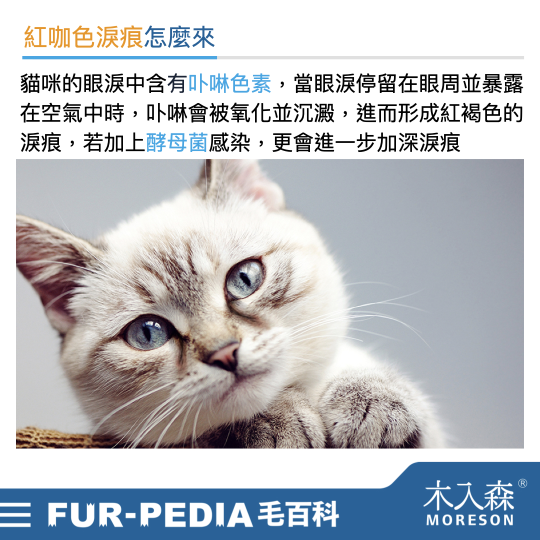 貓咪淚痕完全打擊!清潔淚痕,推薦飼主先做好這「4」件事 貓咪淚痕完全打擊!清潔淚痕,推薦飼主先做好這「4」件事
