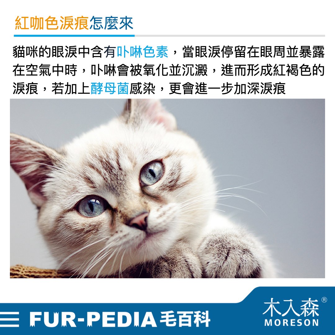 貓咪淚痕完全打擊!清潔淚痕,推薦飼主先做好這「4」件事 貓咪淚痕完全打擊!清潔淚痕,推薦飼主先做好這「4」件事