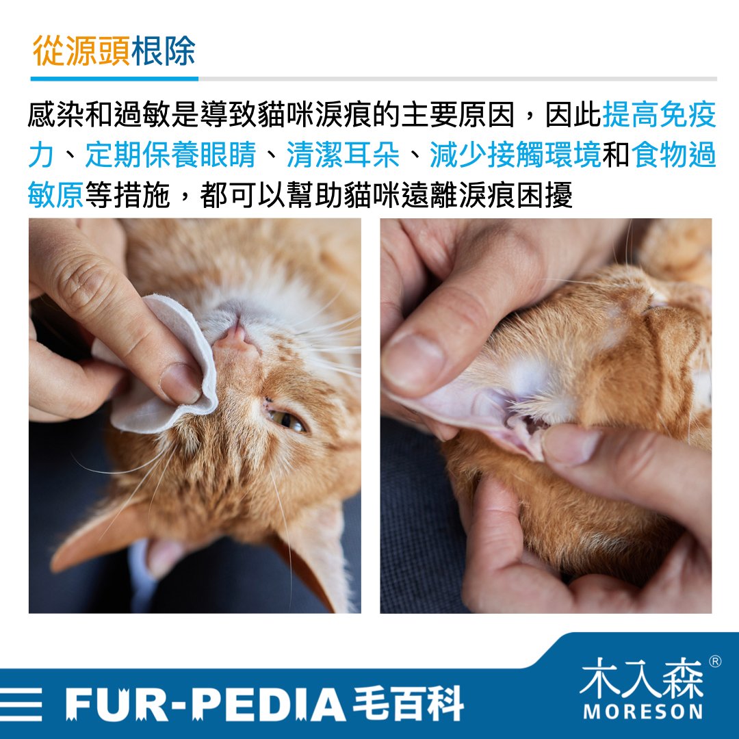 貓咪淚痕完全打擊!清潔淚痕,推薦飼主先做好這「4」件事 貓咪淚痕完全打擊!清潔淚痕,推薦飼主先做好這「4」件事