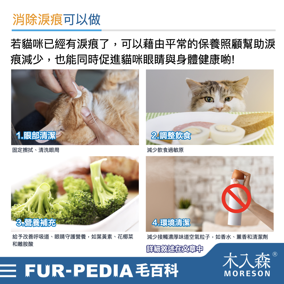 貓咪淚痕完全打擊!清潔淚痕,推薦飼主先做好這「4」件事 貓咪淚痕完全打擊!清潔淚痕,推薦飼主先做好這「4」件事