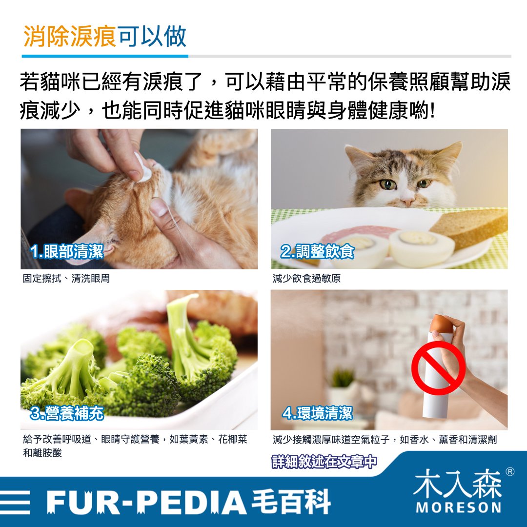 貓咪淚痕完全打擊!清潔淚痕,推薦飼主先做好這「4」件事 貓咪淚痕完全打擊!清潔淚痕,推薦飼主先做好這「4」件事