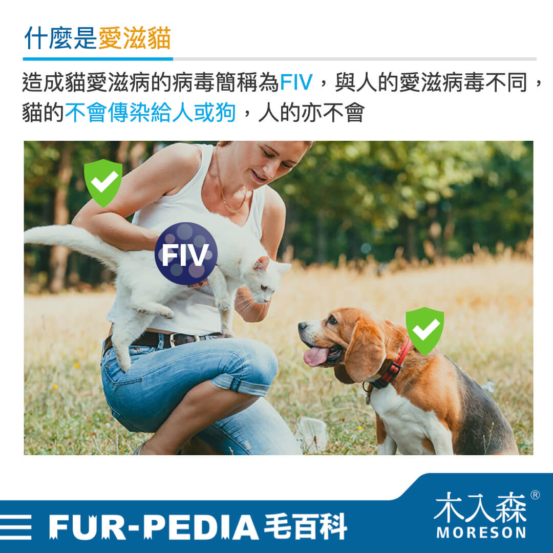 愛滋貓是什麼