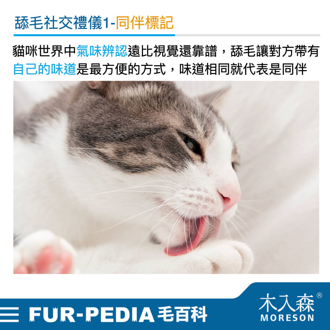 毛百科內文_貓_貓咪的社交禮儀從舔毛開始001 毛百科內文_貓_貓咪的社交禮儀從舔毛開始001