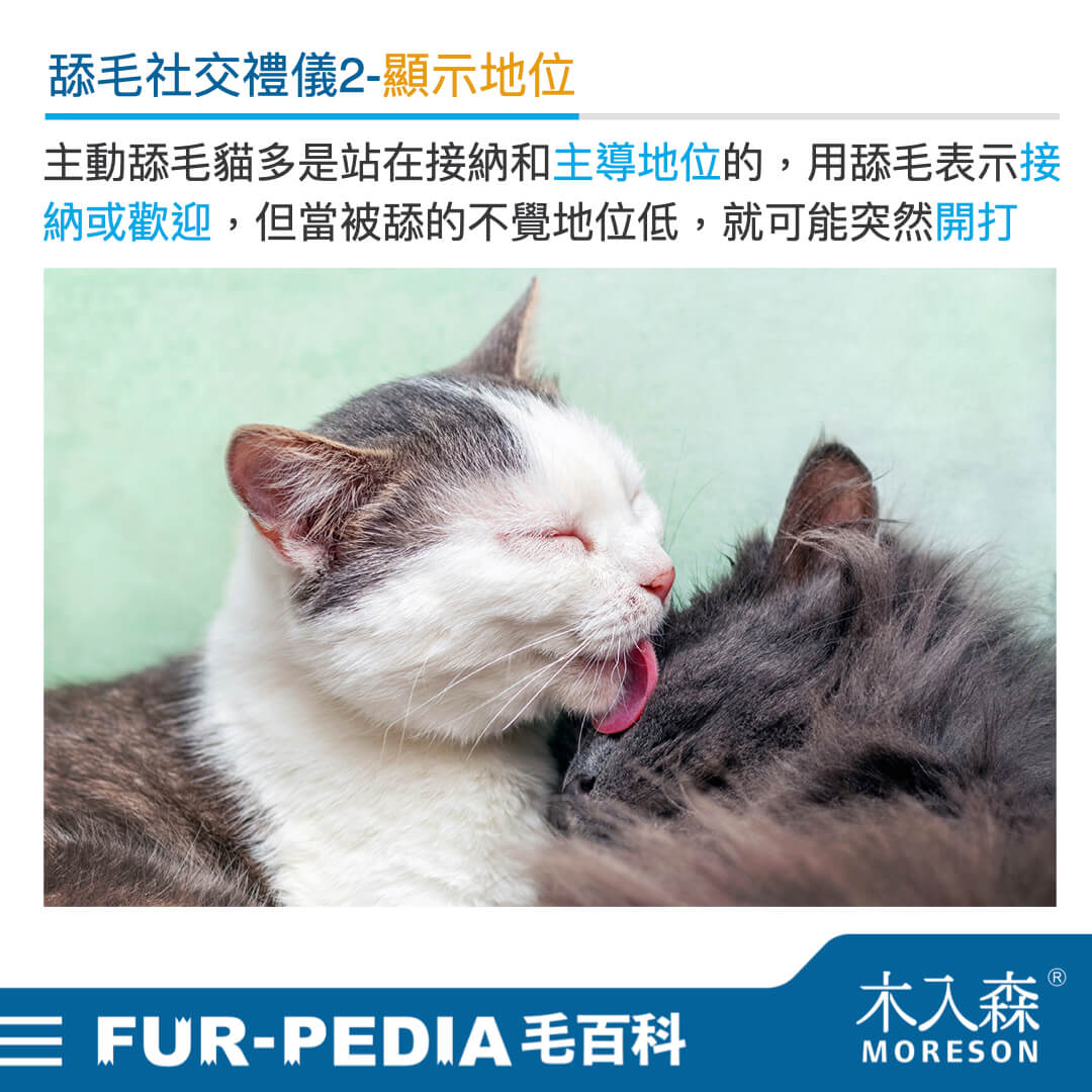 毛百科內文_貓_貓咪的社交禮儀從舔毛開始002 毛百科內文_貓_貓咪的社交禮儀從舔毛開始002