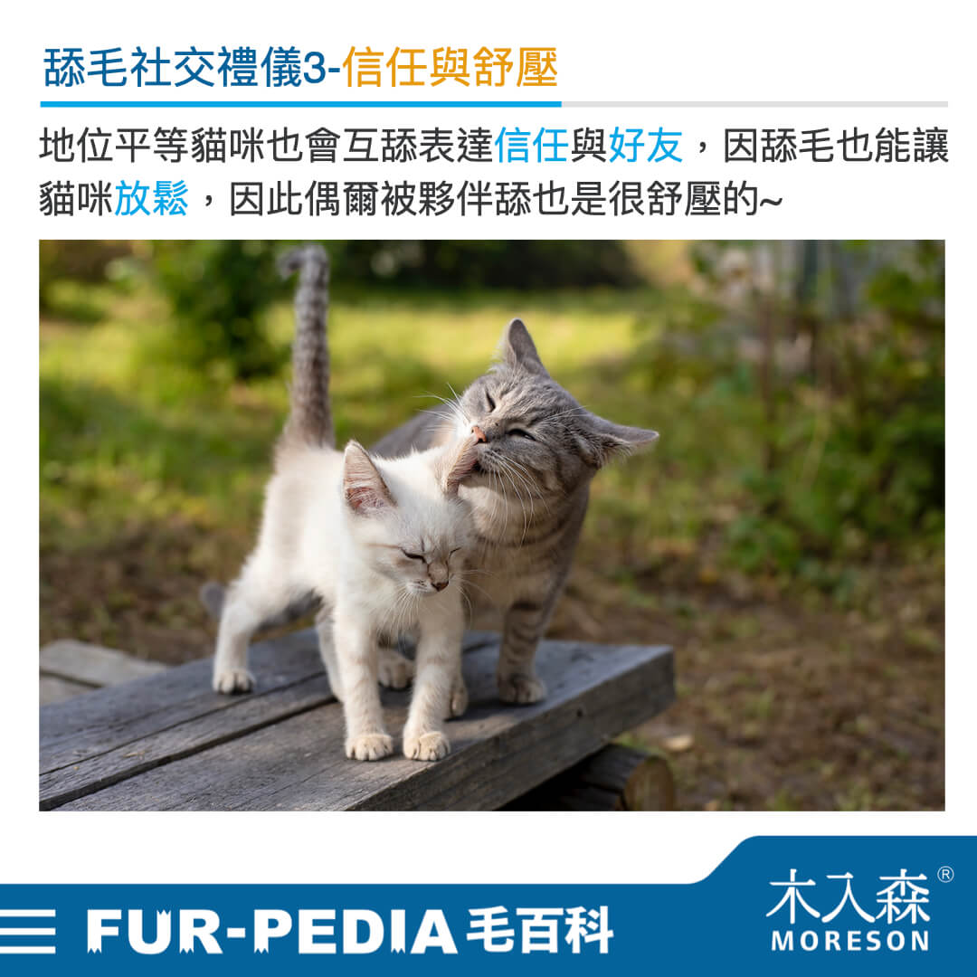 毛百科內文_貓_貓咪的社交禮儀從舔毛開始003 毛百科內文_貓_貓咪的社交禮儀從舔毛開始003