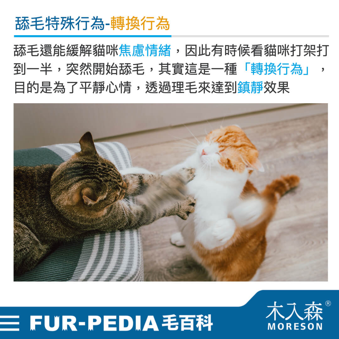毛百科內文_貓_貓咪的社交禮儀從舔毛開始004 毛百科內文_貓_貓咪的社交禮儀從舔毛開始004