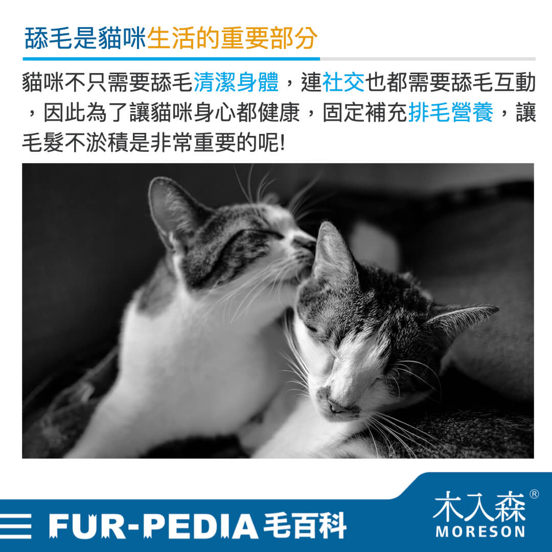 毛百科內文_貓_貓咪的社交禮儀從舔毛開始005 毛百科內文_貓_貓咪的社交禮儀從舔毛開始005