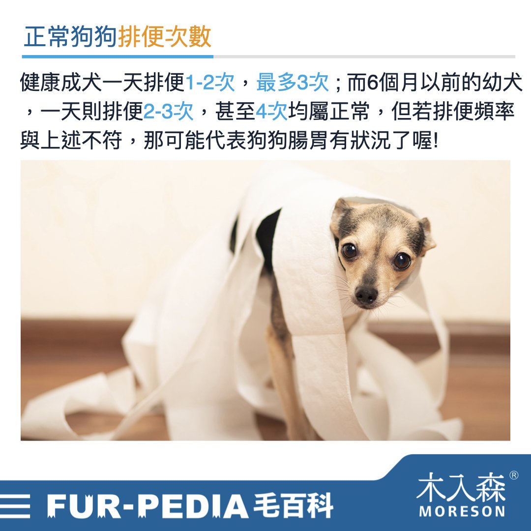 狗狗大便次數 狗狗大便次數