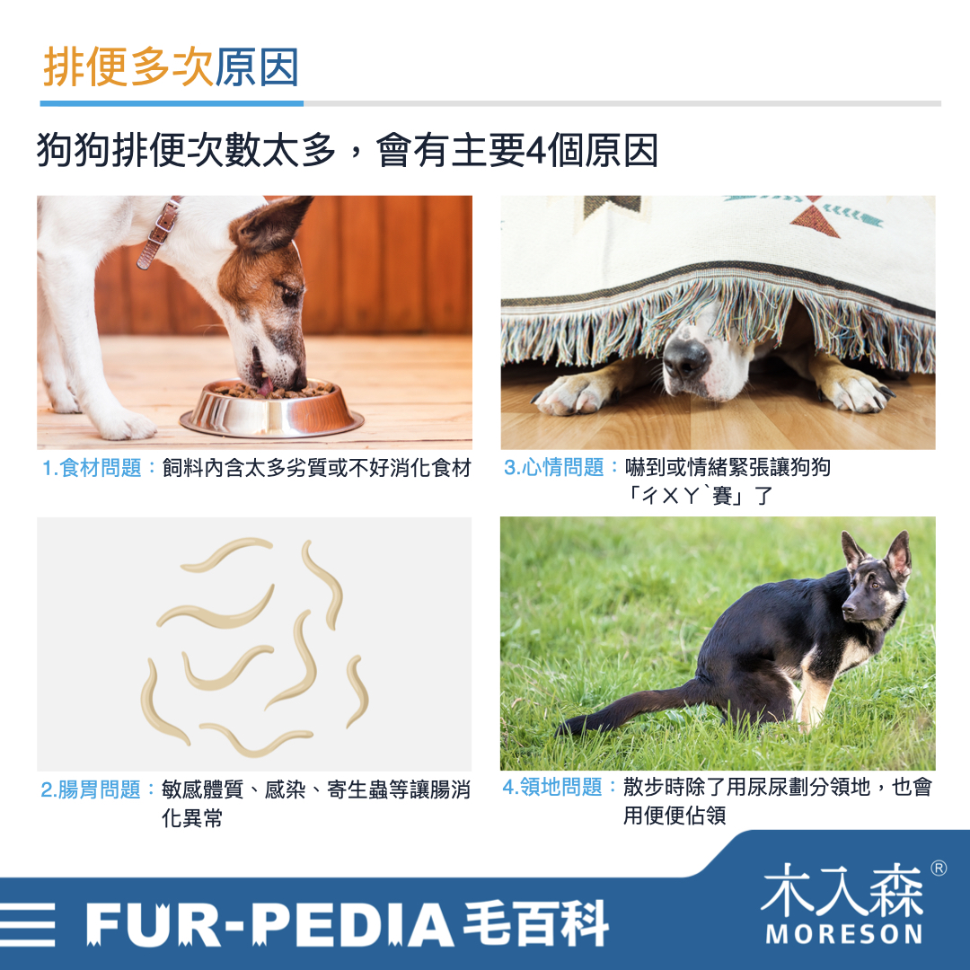 狗狗大便次數