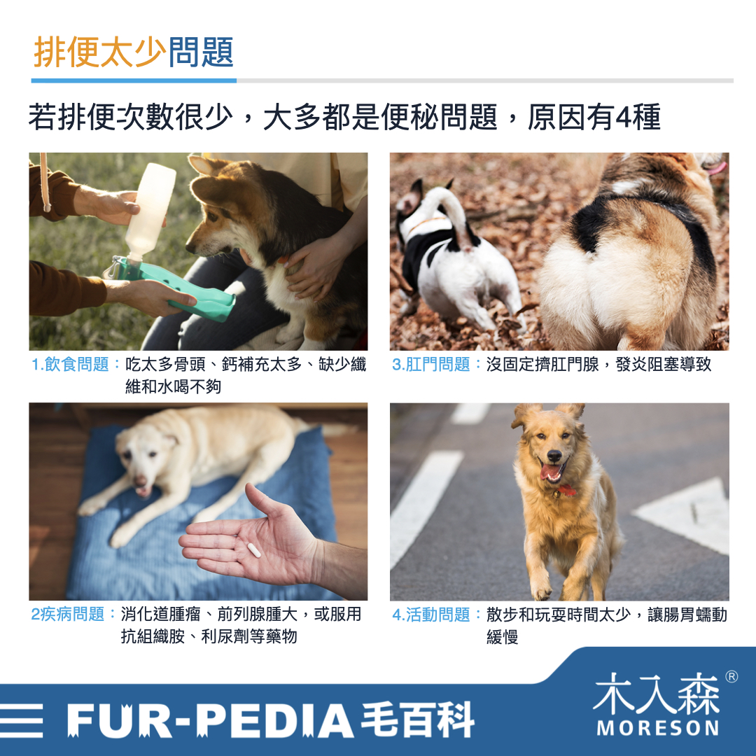 狗狗大便次數