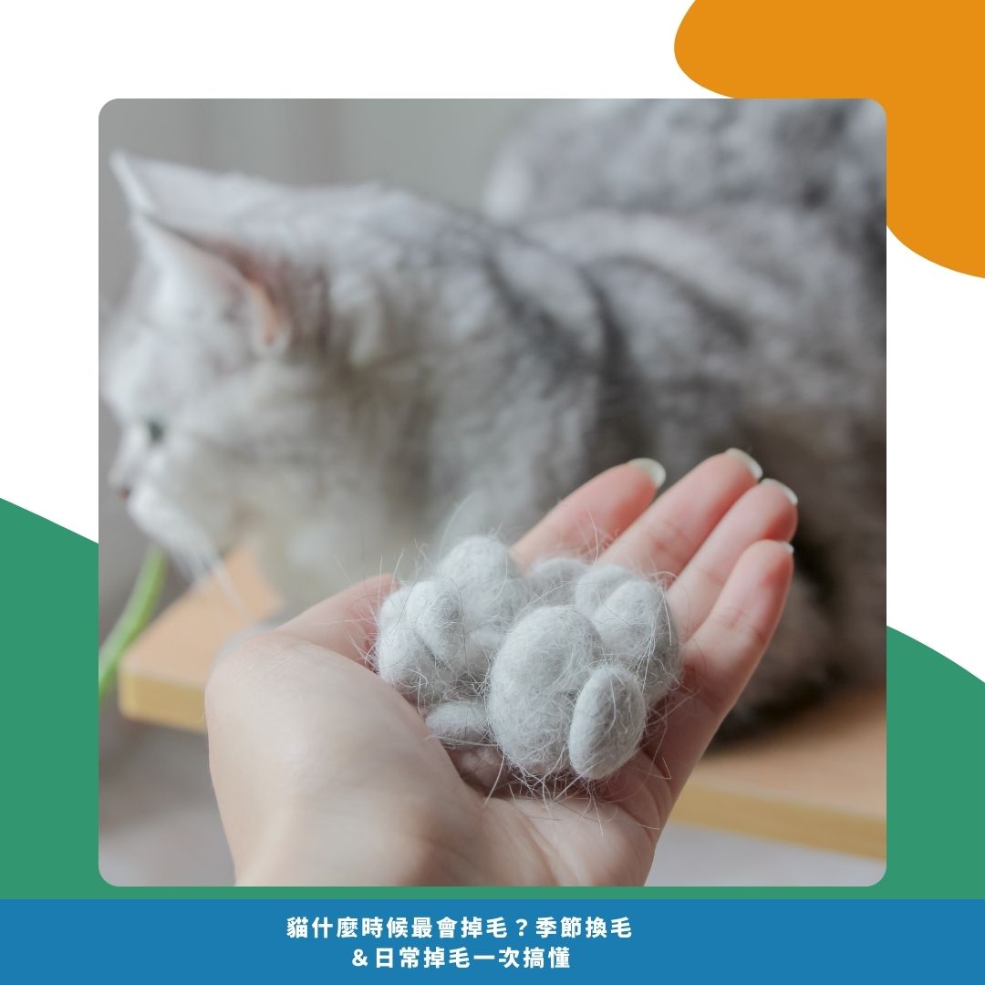 貓咪為什麼會掉毛 貓咪為什麼會掉毛