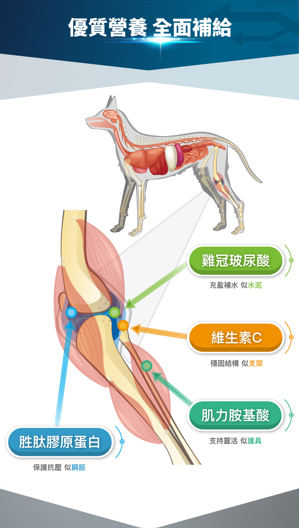 木入森 犬寶有關膝｜狗狗關節保健食品