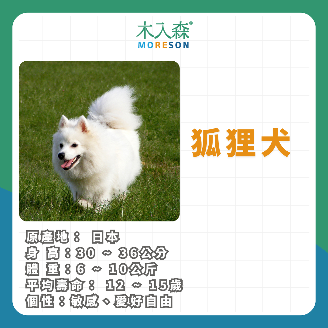 21種狗狗品種總整理|養狗狗前必讀 21種狗狗品種總整理|養狗狗前必讀