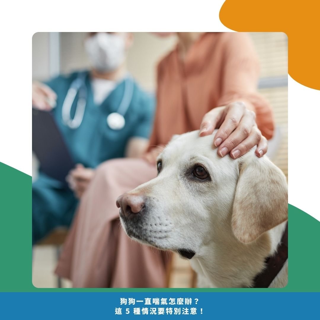 狗狗喘不停?飼主最常問的 3 個問題 狗狗喘不停?飼主最常問的 3 個問題