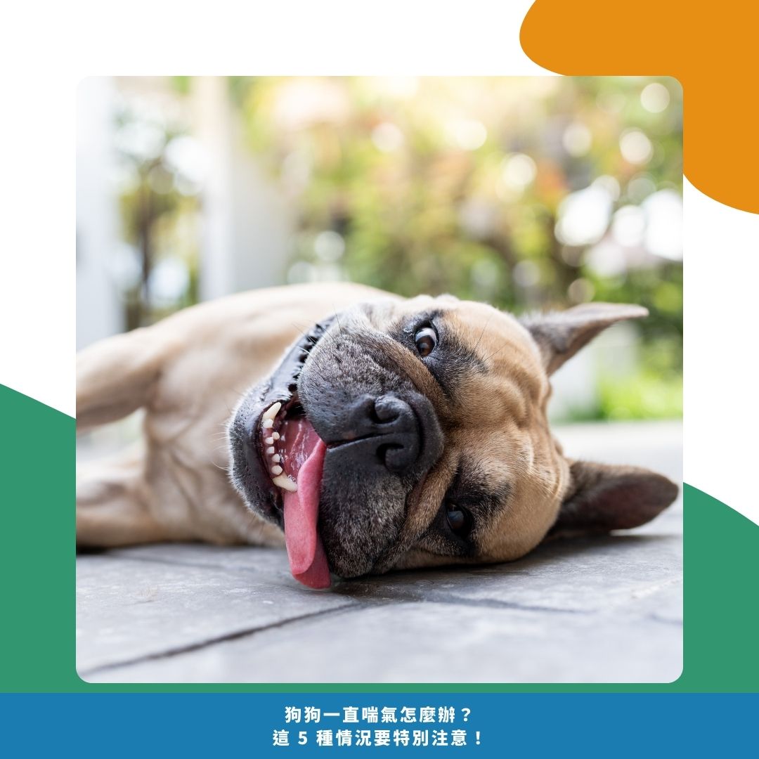 狗狗喘不停時怎麼辦? 狗狗喘不停時怎麼辦?
