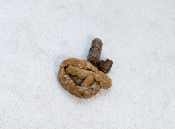 狗狗便便形狀、特色 狗狗大便形狀