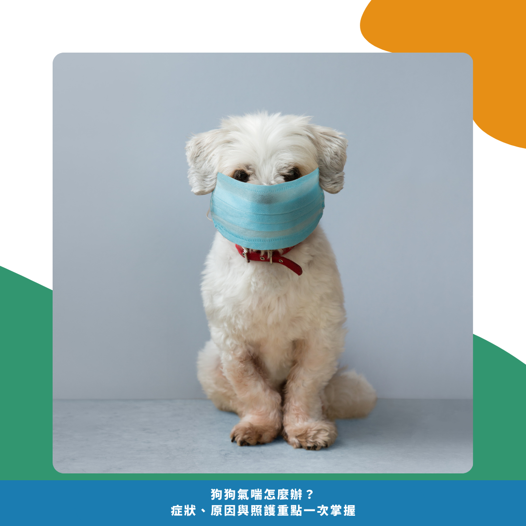 狗狗氣喘可能原因 狗狗氣喘可能原因