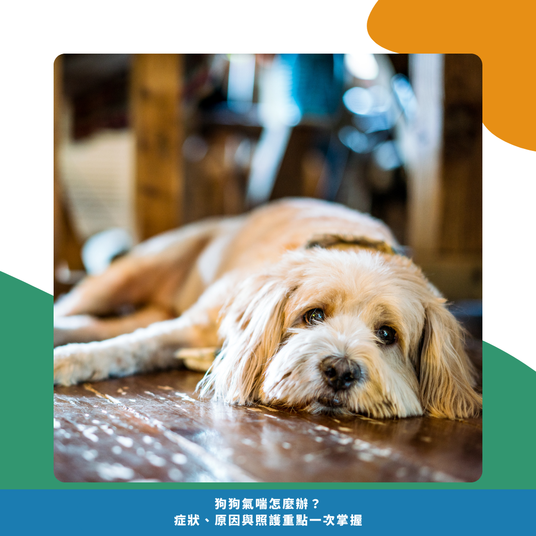 狗狗氣喘常見症狀 狗狗氣喘常見症狀