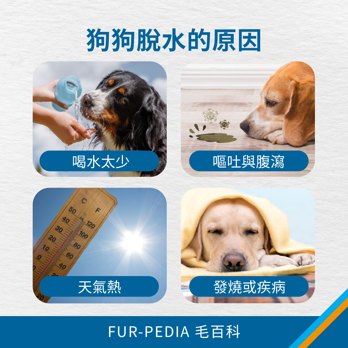 狗狗脫水原因整理圖 四格圖說明狗狗脫水常見原因,包含喝水太少、嘔吐腹瀉、天氣炎熱、發燒或疾病