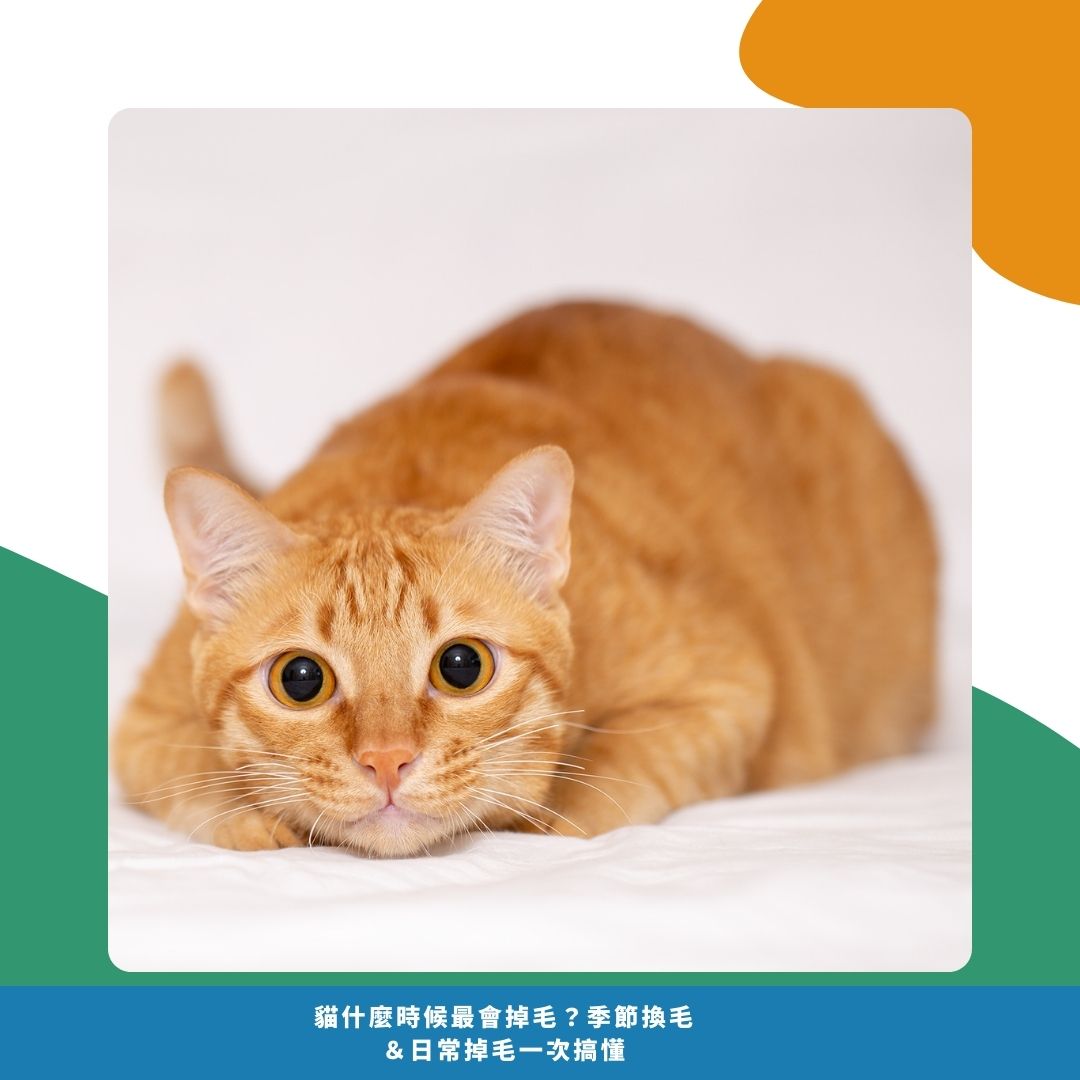 貓什麼時候最會掉毛? 貓什麼時候最會掉毛?