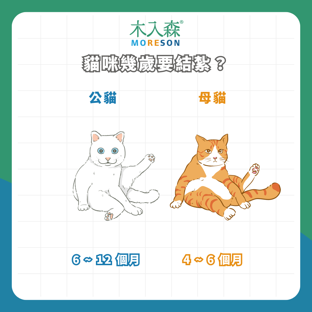 貓咪結紮總整理|公母貓結紮費用、年紀 貓咪結紮總整理|公母貓結紮費用、年紀
