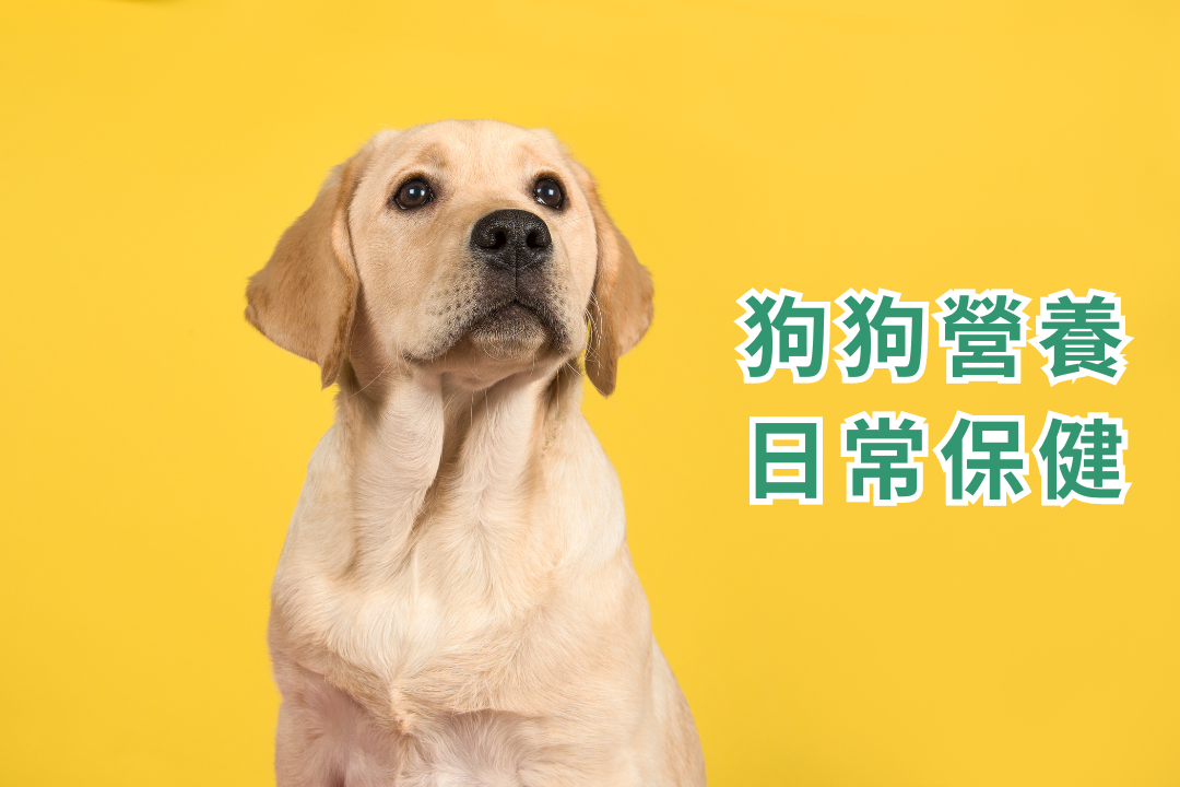 《寵物保健食品聖經》推薦必看!貓咪狗狗保健品到底該如何挑選? 《寵物保健食品聖經》推薦必看!貓咪狗狗保健品到底該如何挑選?