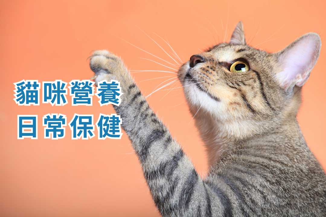 《寵物保健食品聖經》推薦必看!貓咪狗狗保健品到底該如何挑選? 《寵物保健食品聖經》推薦必看!貓咪狗狗保健品到底該如何挑選?