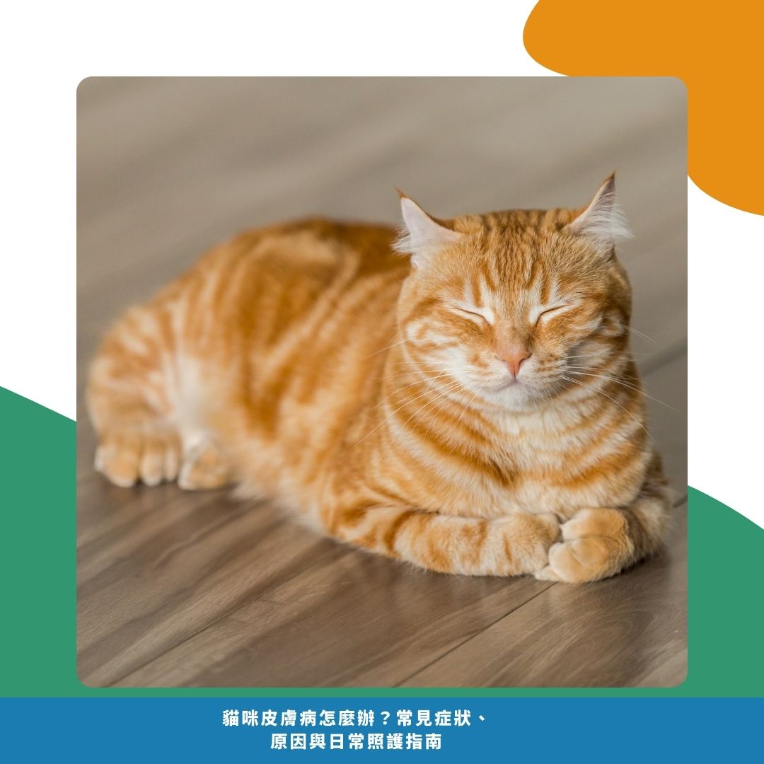 貓咪皮膚病常見 Q&A 貓咪皮膚病常見 Q&A