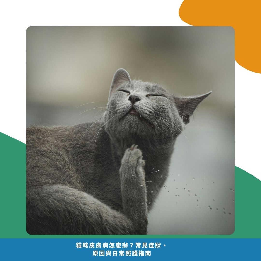 貓咪皮膚病的常見症狀 貓咪皮膚病的常見症狀