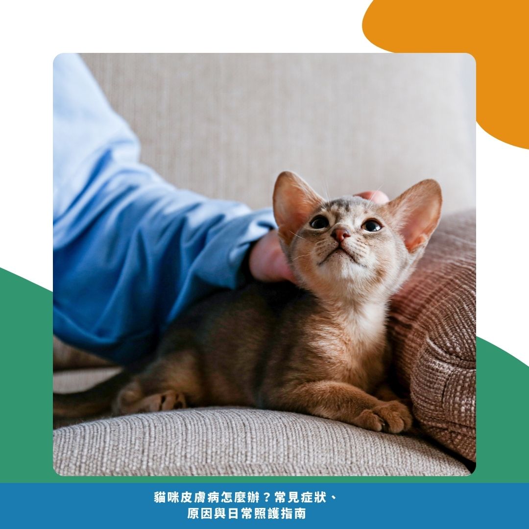 貓咪皮膚病的日常照護建議 貓咪皮膚病的日常照護建議