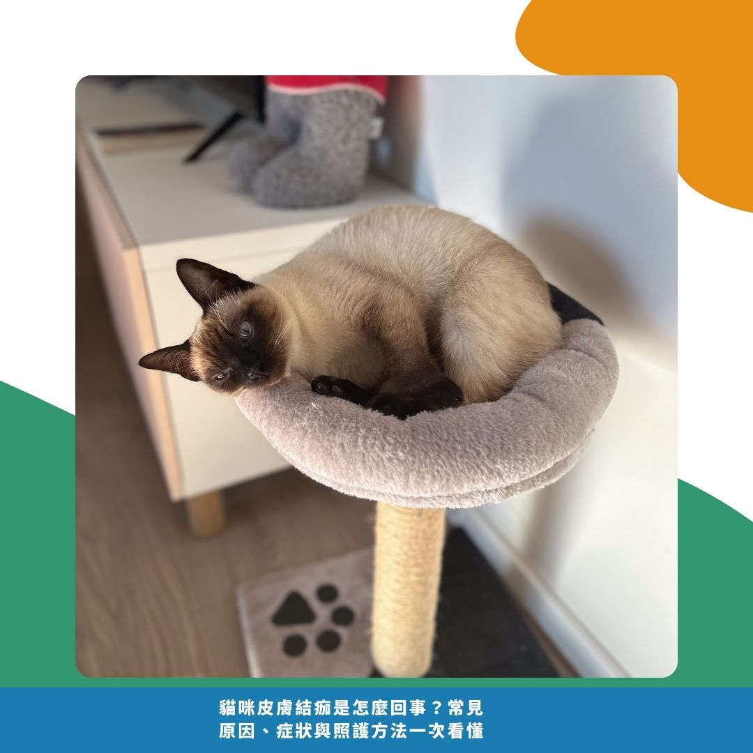 貓咪皮膚結痂的照護與預防方法 貓咪皮膚結痂的照護與預防方法