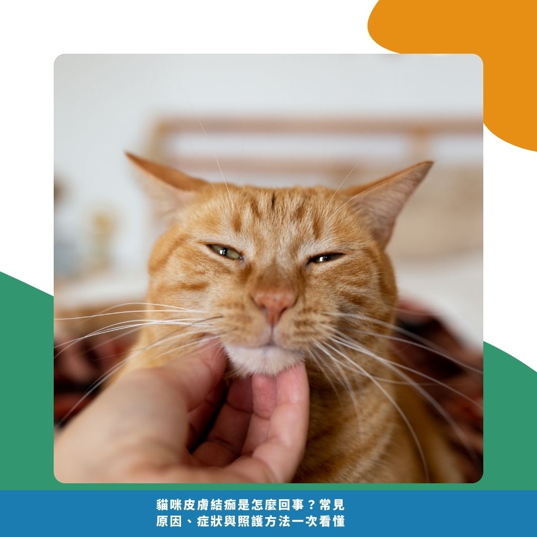 貓咪皮膚結痂的症狀判斷 貓咪皮膚結痂的症狀判斷