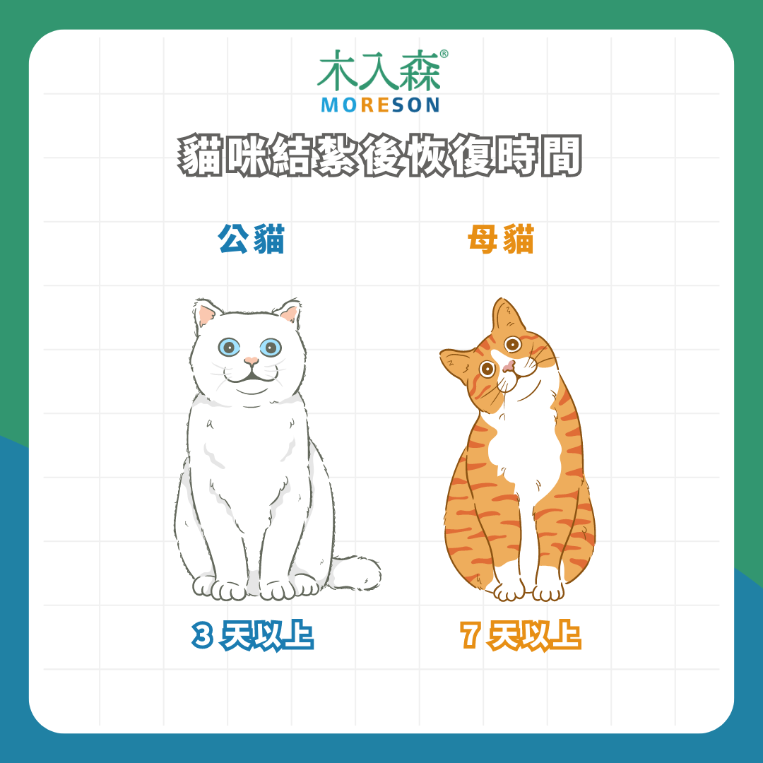 貓咪結紮總整理|公母貓結紮費用、年紀 貓咪結紮總整理|公母貓結紮費用、年紀