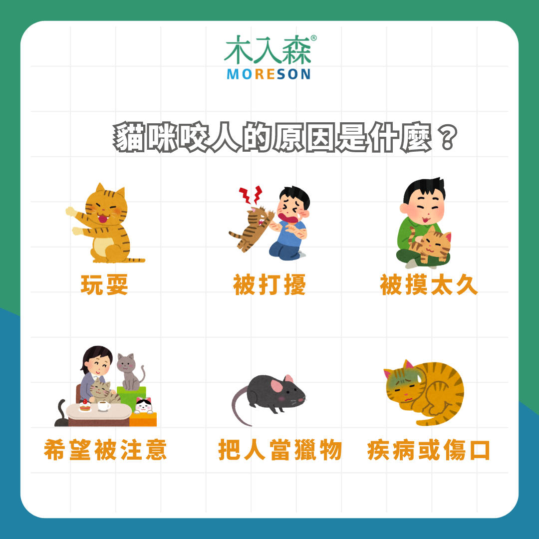 貓咪咬你是因為「喜歡你」!?貓咪咬人原因、應對方式大解析! 貓咪咬你是因為「喜歡你」!?貓咪咬人原因、應對方式大解析!