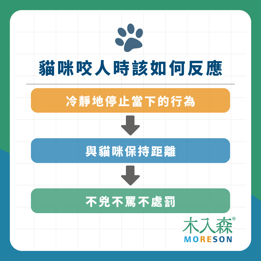 貓咪咬你是因為「喜歡你」!?貓咪咬人原因、應對方式大解析! 貓咪咬你是因為「喜歡你」!?貓咪咬人原因、應對方式大解析!