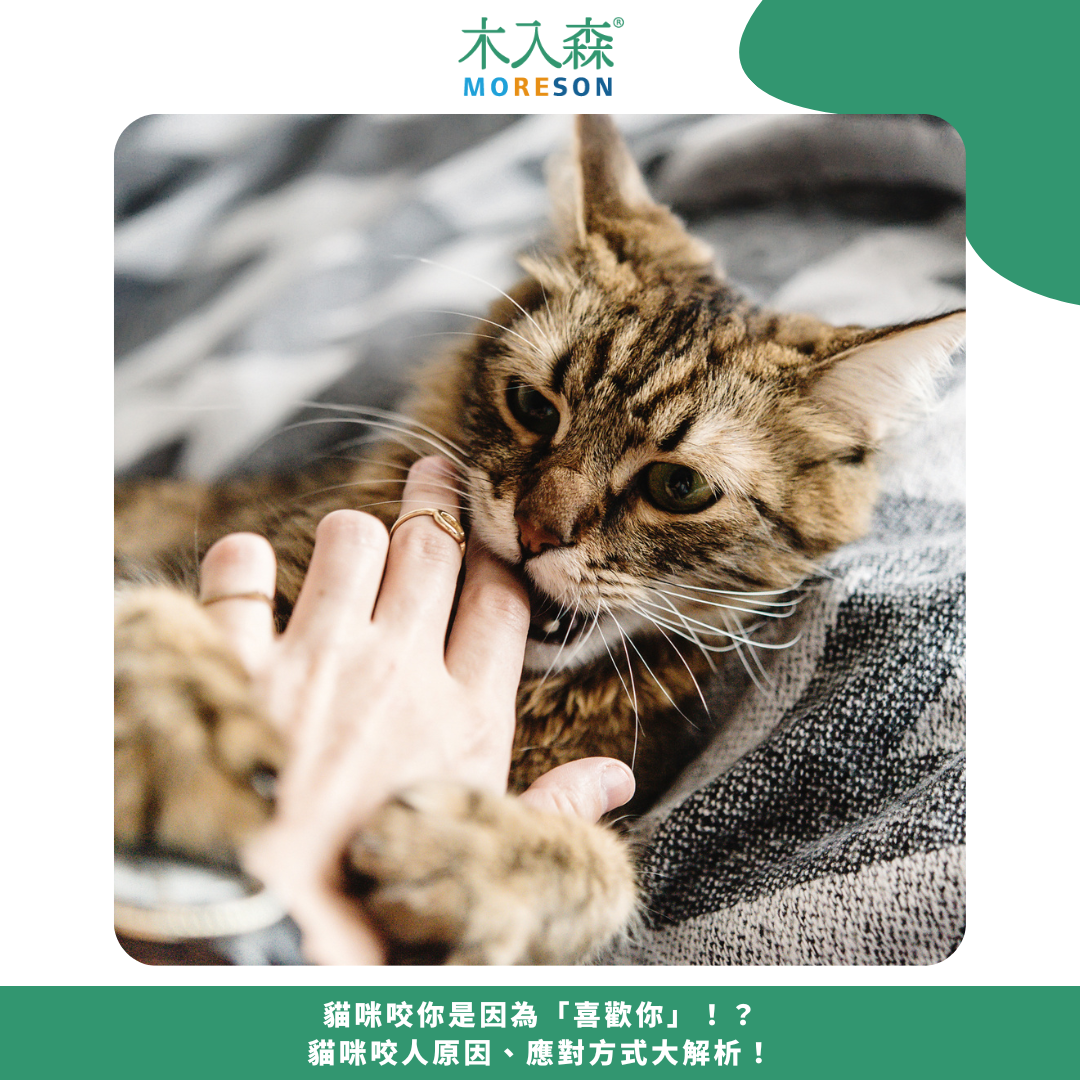 貓咪咬你是因為「喜歡你」!?貓咪咬人原因、應對方式大解析! 貓咪咬你是因為「喜歡你」!?貓咪咬人原因、應對方式大解析!