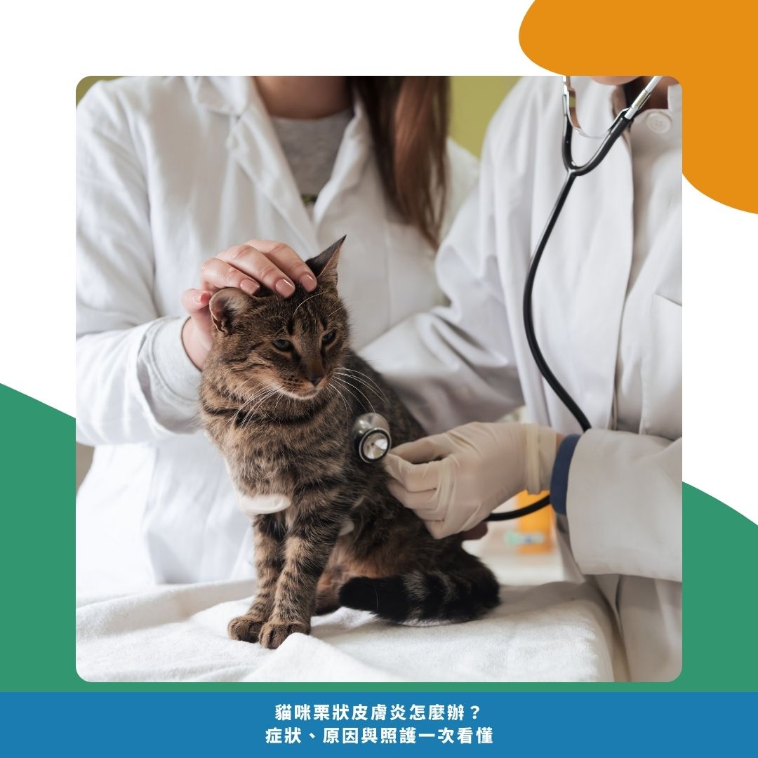 貓栗狀皮膚炎常見症狀 貓栗狀皮膚炎常見症狀