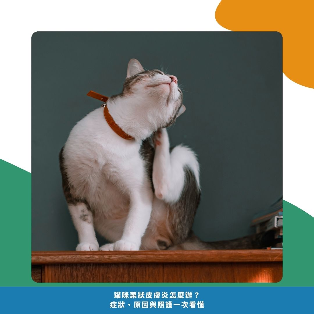 貓栗狀皮膚炎是什麼? 貓栗狀皮膚炎是什麼?