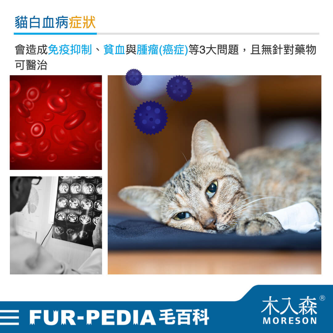 貓白血病症狀
