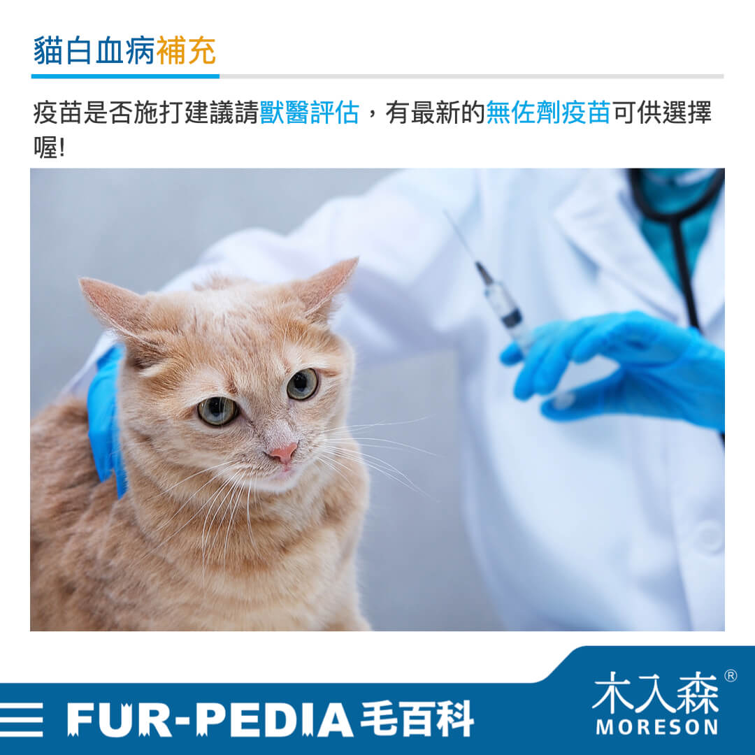 貓白血病補充