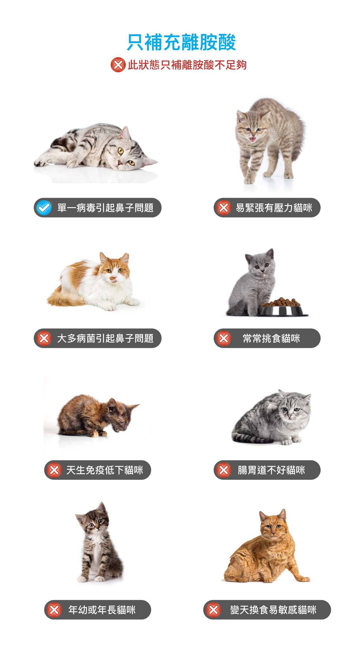 木入森 貓咪護疫升｜離胺酸等六大免疫配方