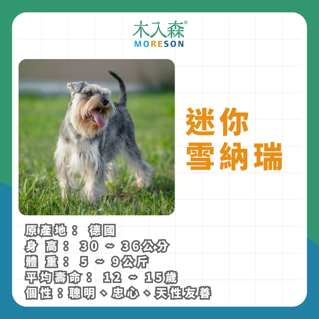 21種狗狗品種總整理|養狗狗前必讀 21種狗狗品種總整理|養狗狗前必讀