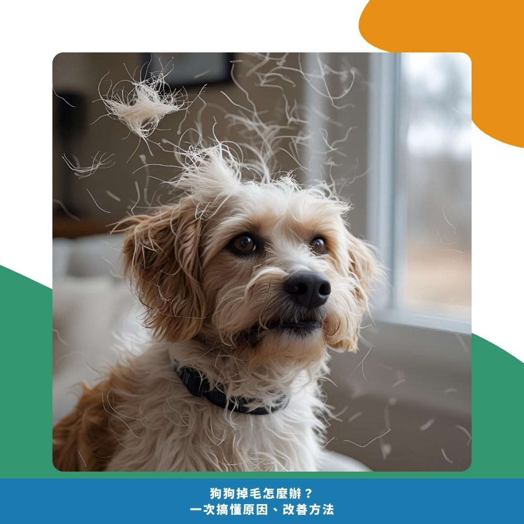 狗狗嚴重掉毛怎麼辦?如何判斷是否該就醫? 狗狗嚴重掉毛怎麼辦?如何判斷是否該就醫?
