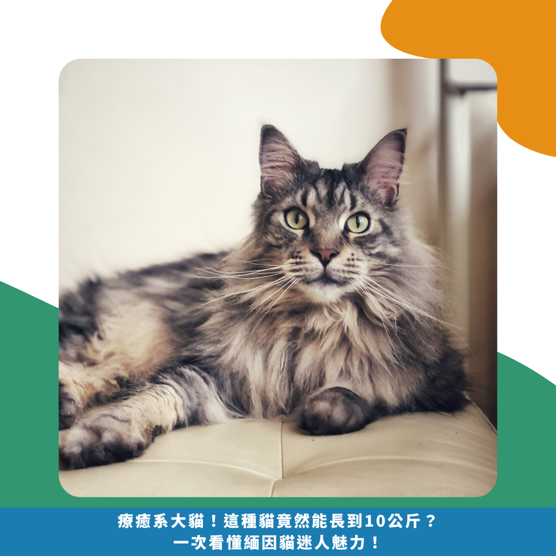 療癒系大貓!這種貓竟然能長到10公斤?一次看懂緬因貓迷人魅力! 療癒系大貓!這種貓竟然能長到10公斤?一次看懂緬因貓迷人魅力!