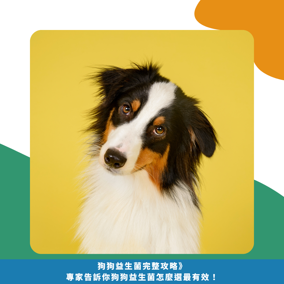 2025狗狗益生菌完整攻略》專家告訴你狗狗益生菌怎麼選最有效! 2025狗狗益生菌完整攻略》專家告訴你狗狗益生菌怎麼選最有效!
