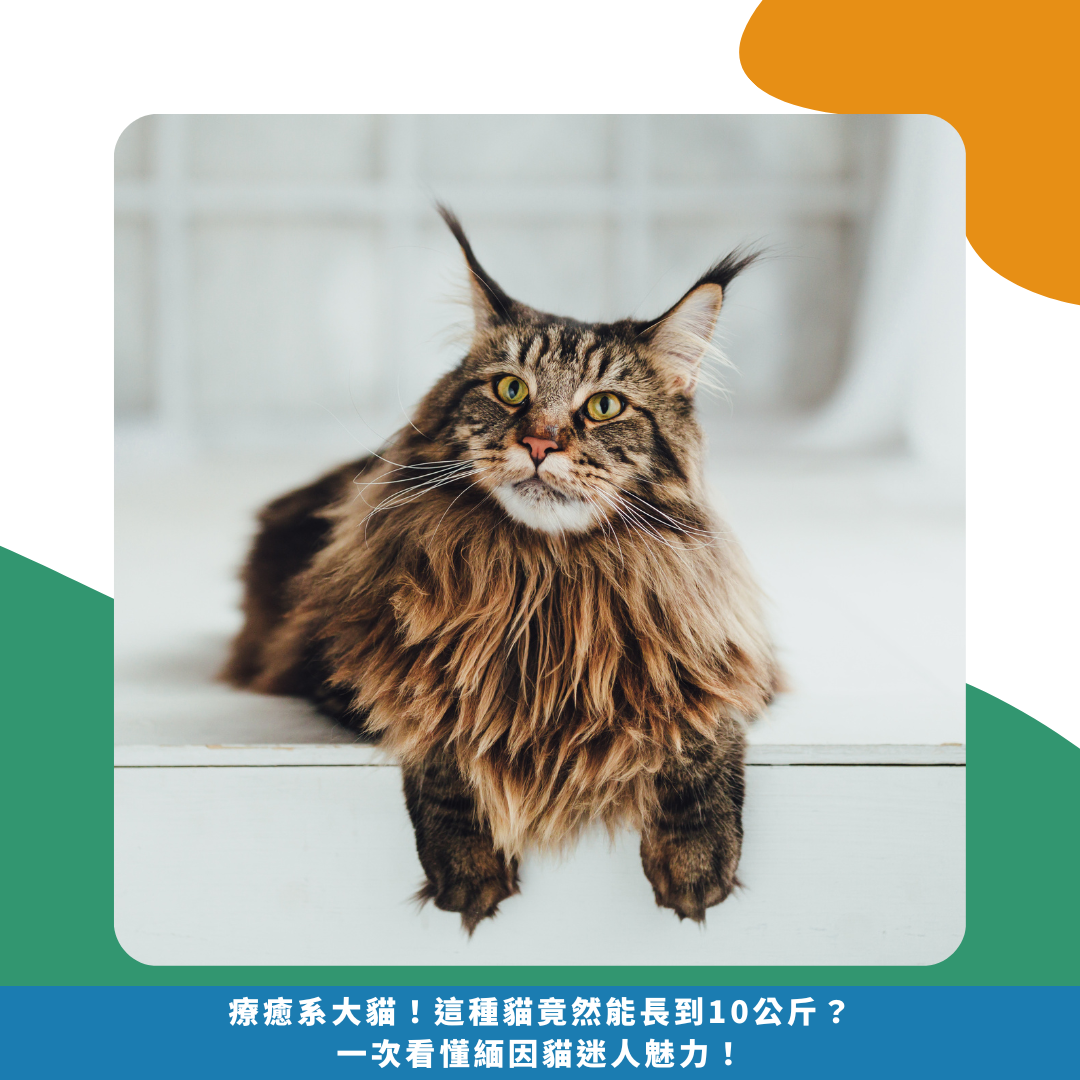 療癒系大貓!這種貓竟然能長到10公斤?一次看懂緬因貓迷人魅力! 療癒系大貓!這種貓竟然能長到10公斤?一次看懂緬因貓迷人魅力!
