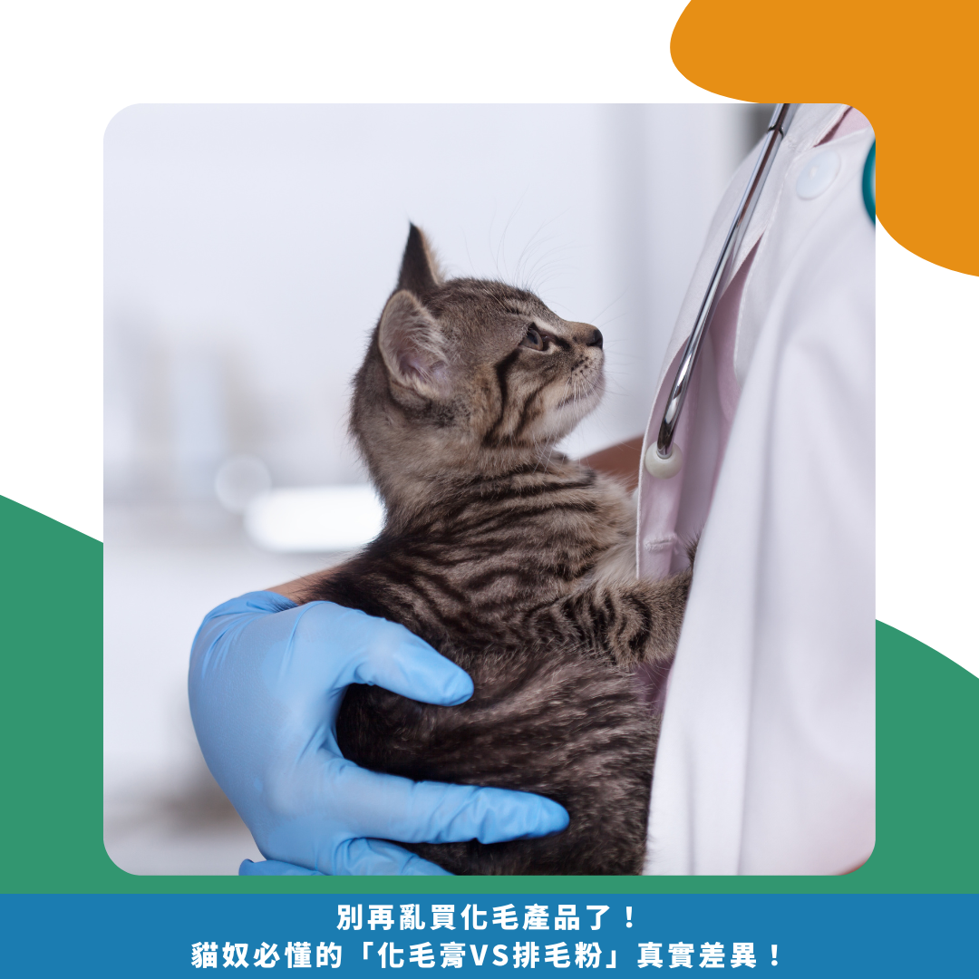 別再亂買化毛產品了!貓奴必懂的「化毛膏vs排毛粉」真實差異! 別再亂買化毛產品了!貓奴必懂的「化毛膏vs排毛粉」真實差異!