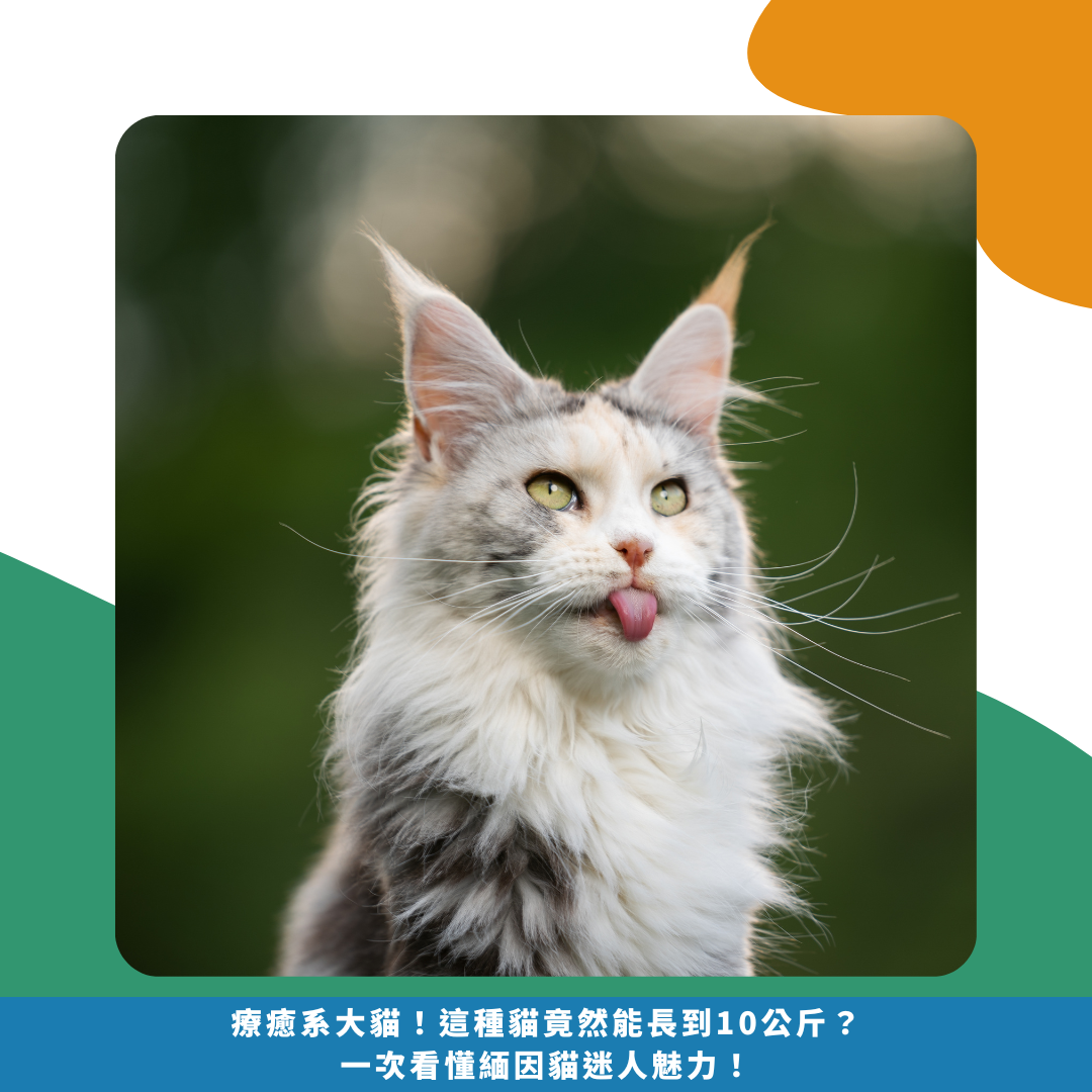 療癒系大貓!這種貓竟然能長到10公斤?一次看懂緬因貓迷人魅力! 療癒系大貓!這種貓竟然能長到10公斤?一次看懂緬因貓迷人魅力!