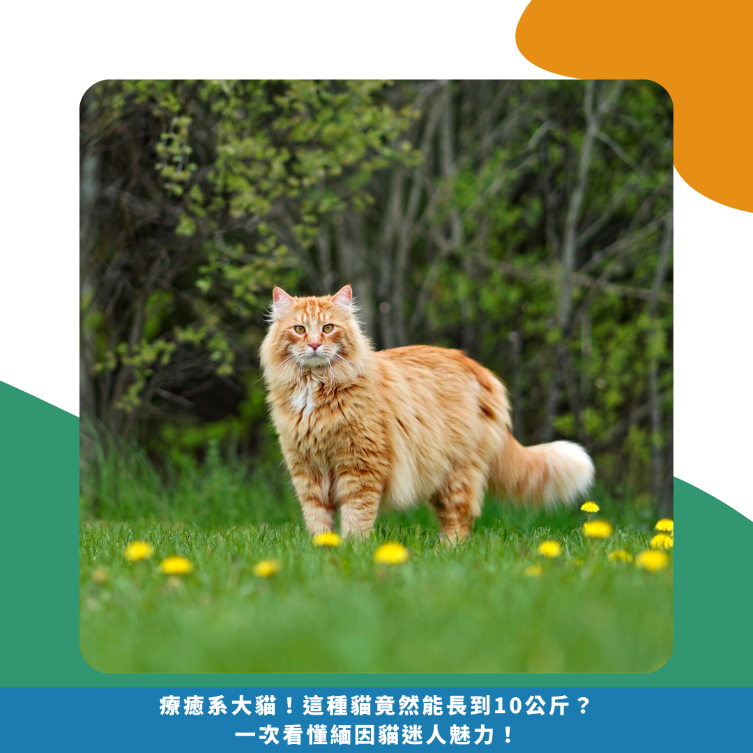 療癒系大貓!這種貓竟然能長到10公斤?一次看懂緬因貓迷人魅力! 療癒系大貓!這種貓竟然能長到10公斤?一次看懂緬因貓迷人魅力!