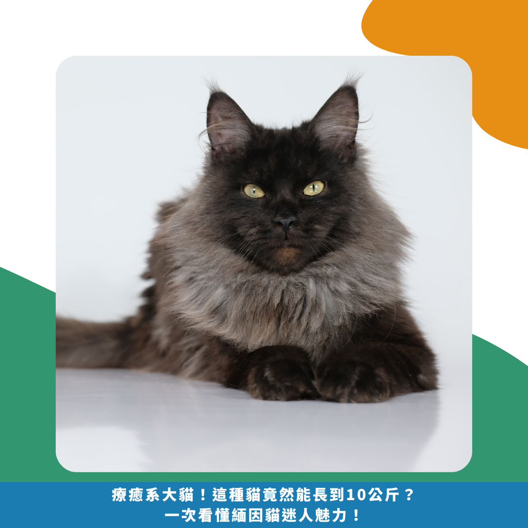 療癒系大貓!這種貓竟然能長到10公斤?一次看懂緬因貓迷人魅力! 療癒系大貓!這種貓竟然能長到10公斤?一次看懂緬因貓迷人魅力!